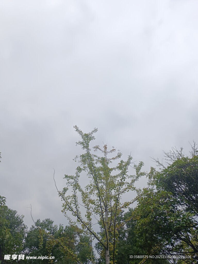 阴天中的树木景象