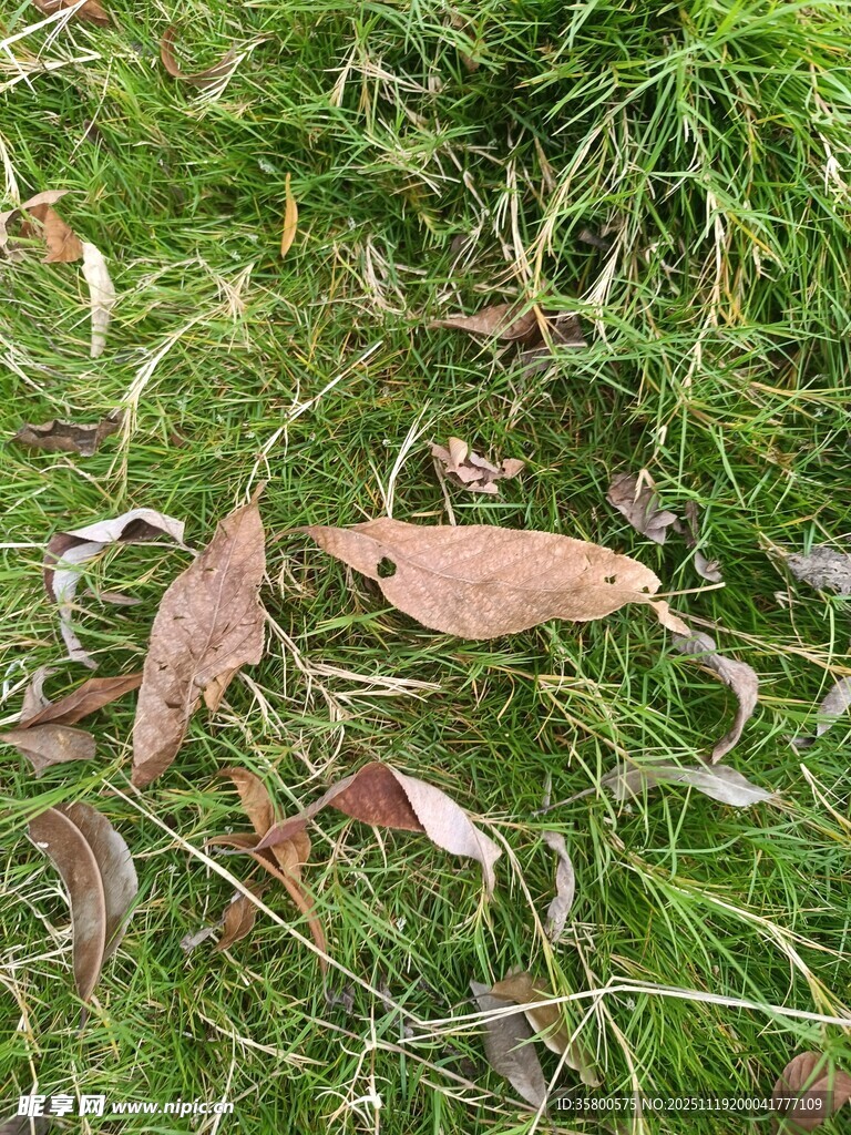 草地上的枯叶