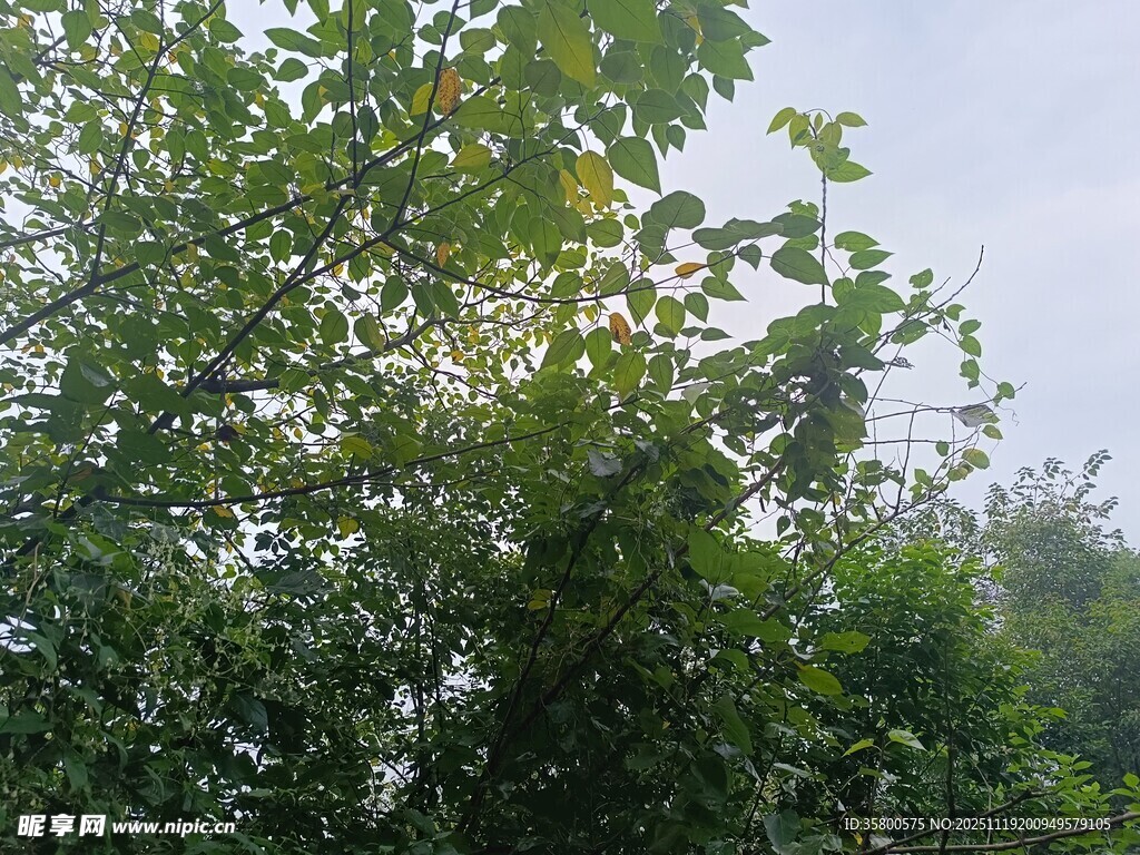 绿意盎然的繁茂树林