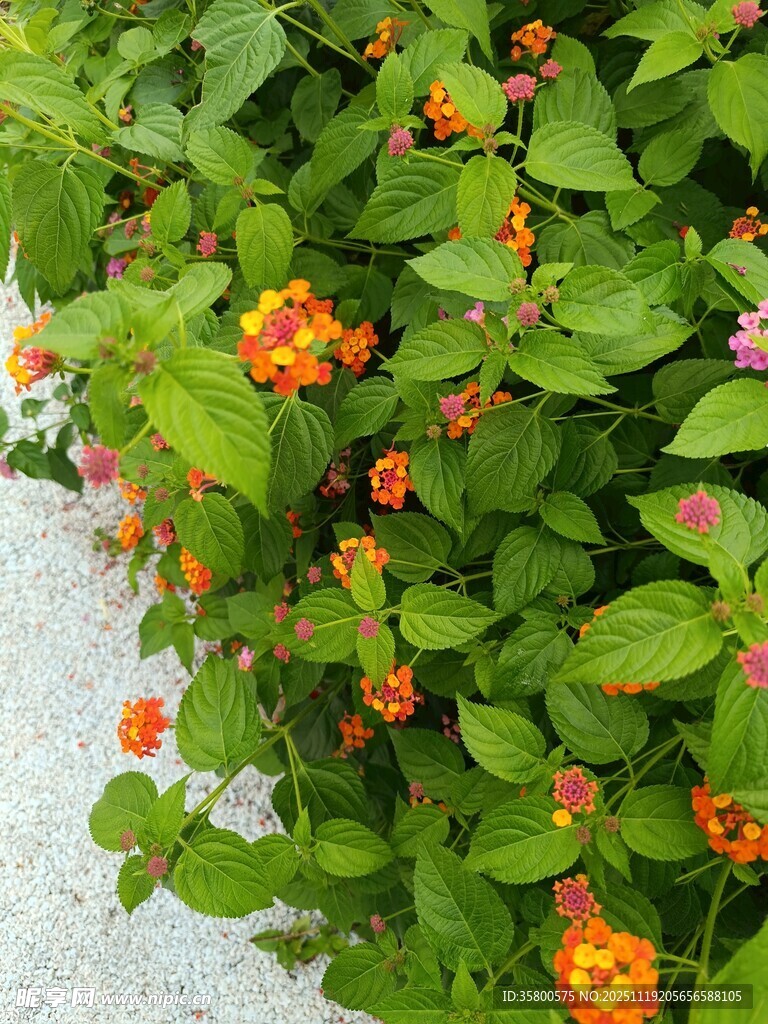 绿叶间的橙色小花绽放