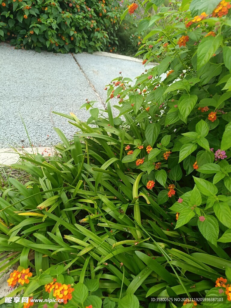 路边绽放的鲜艳橙色小花