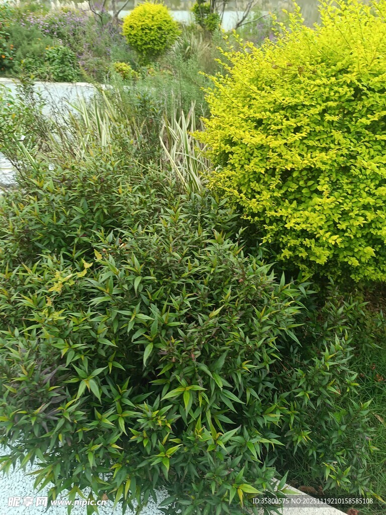 绿意盎然的多样绿植景观