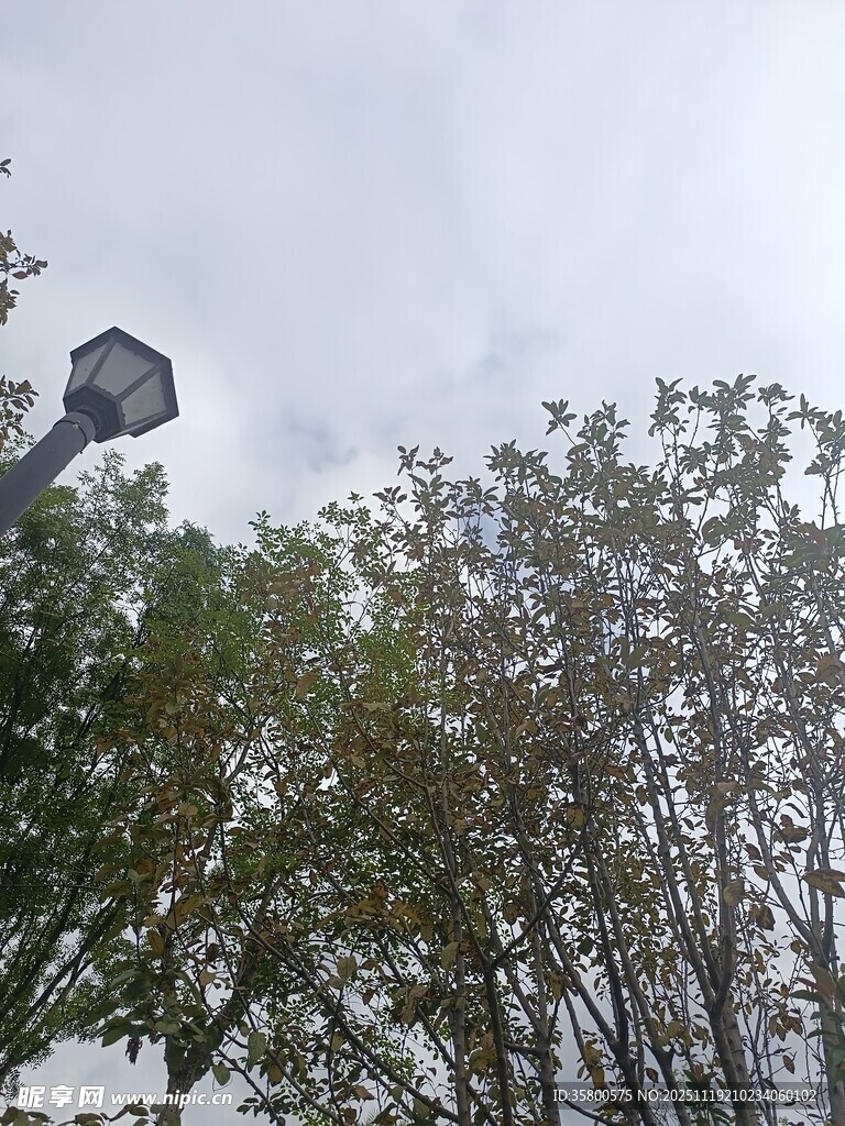 雨中路灯与树木