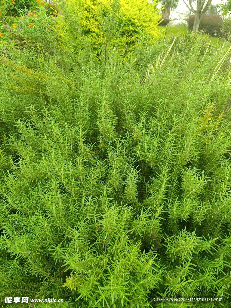 茂盛的绿色植物景观