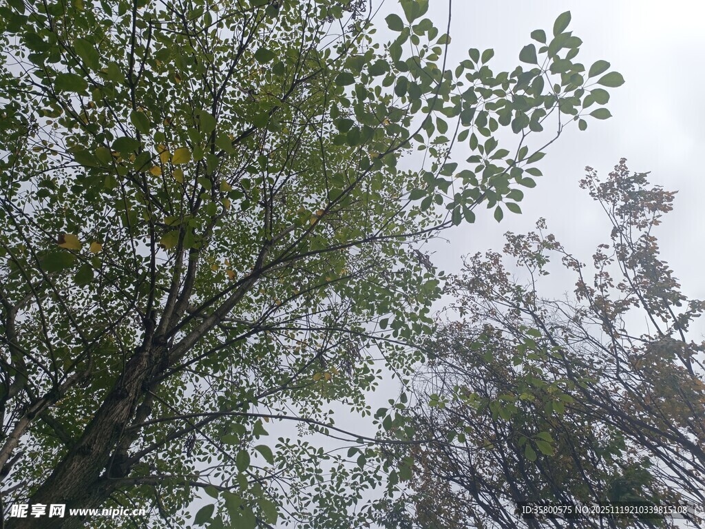 仰视茂密树林枝叶