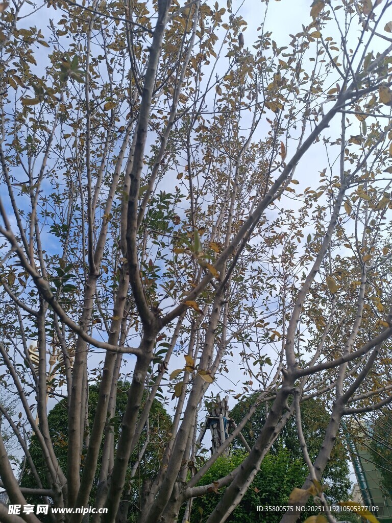 阳光下的繁茂树木