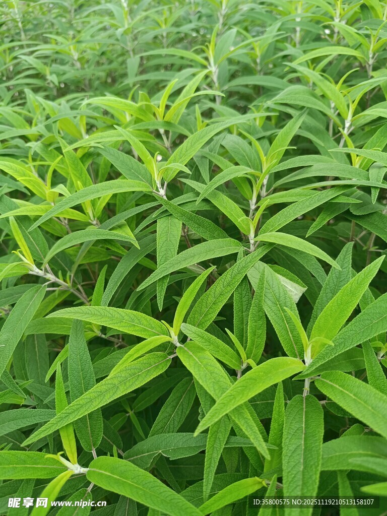 翠绿茂密的植物叶片