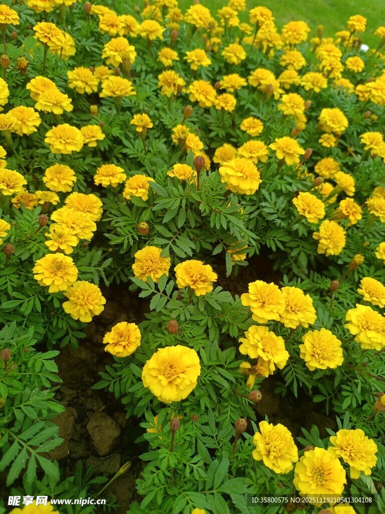 金黄万寿菊绽放的美景