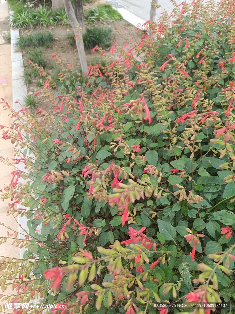 多彩斑斓的绿植景观