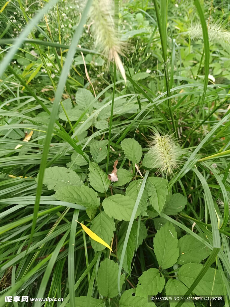 草丛中的蒲公英与绿植