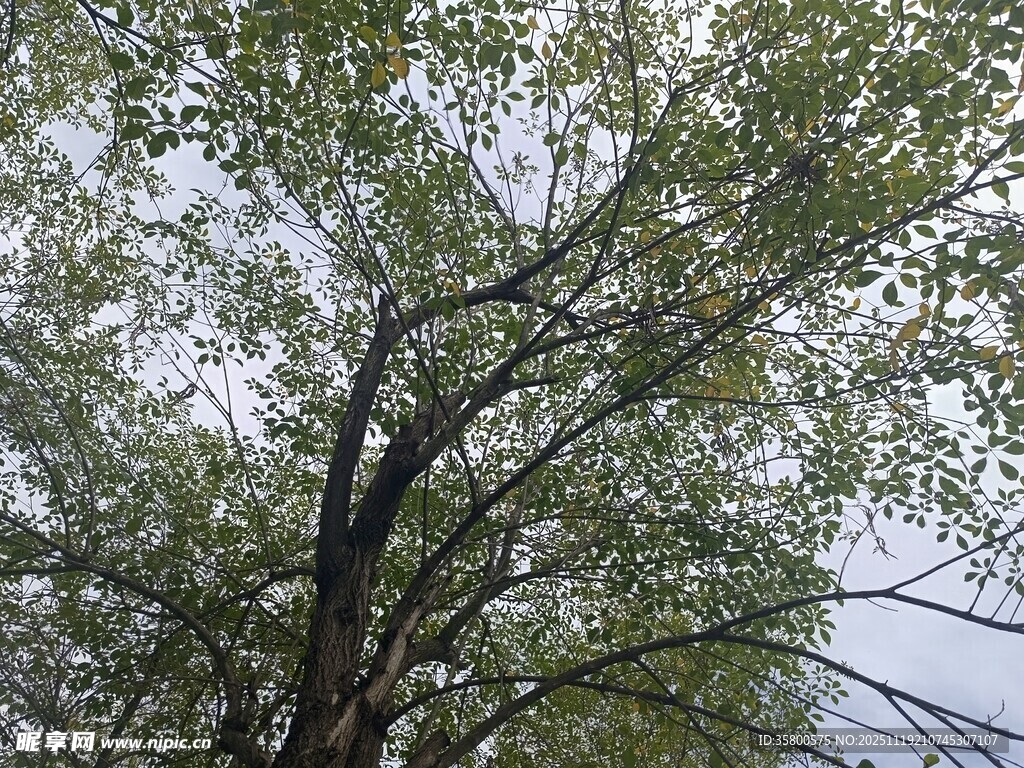 枝叶繁茂的树木景观