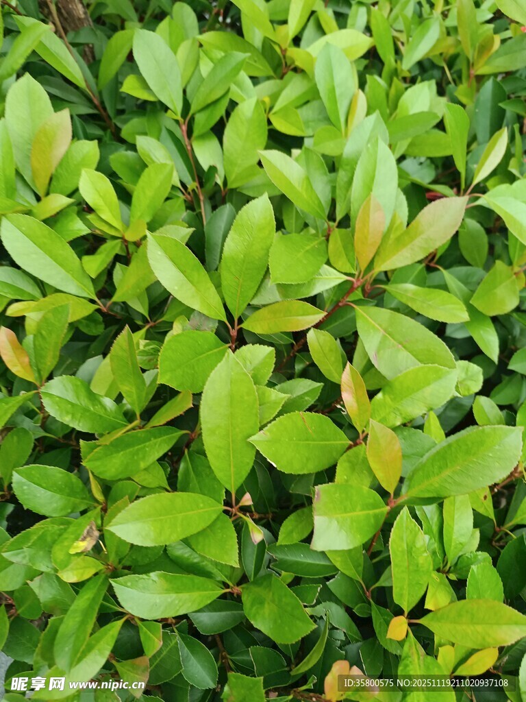 翠绿繁茂的灌木丛叶片