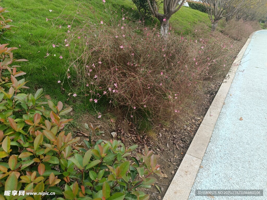 路边的枯萎灌木丛