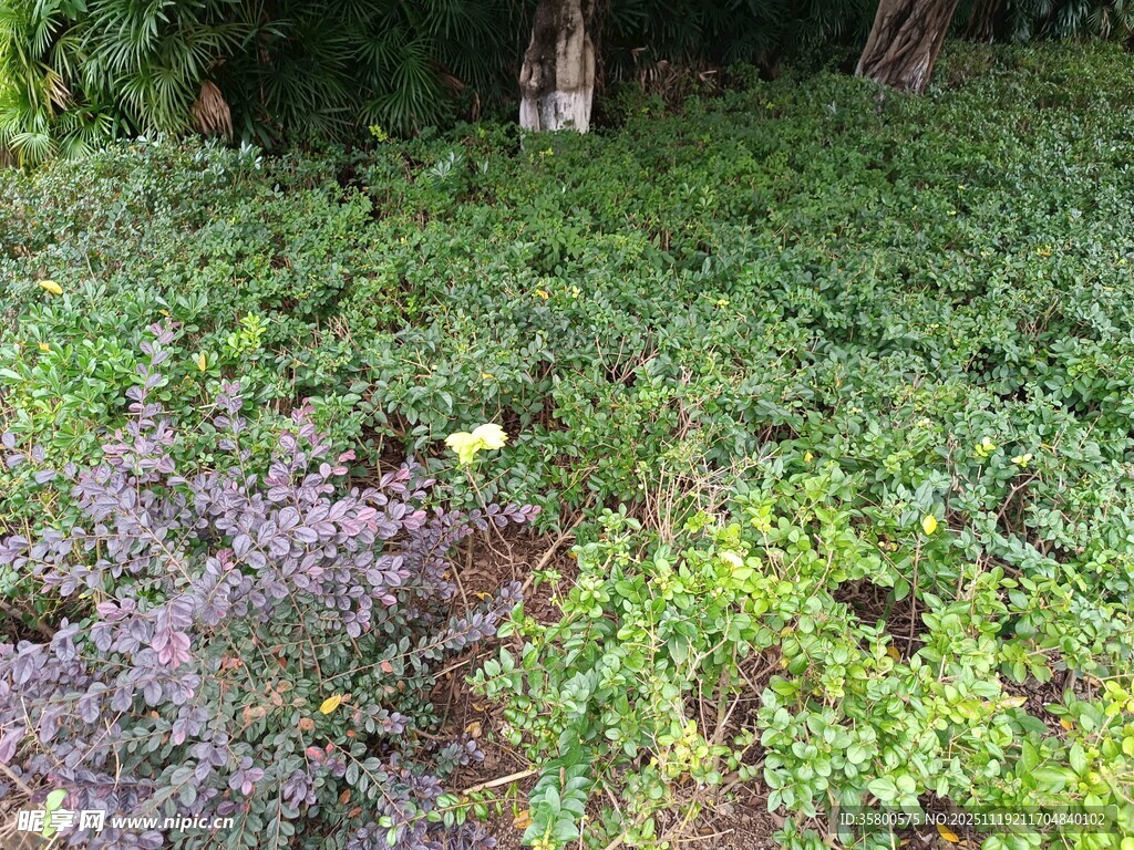 繁茂花草的自然景致