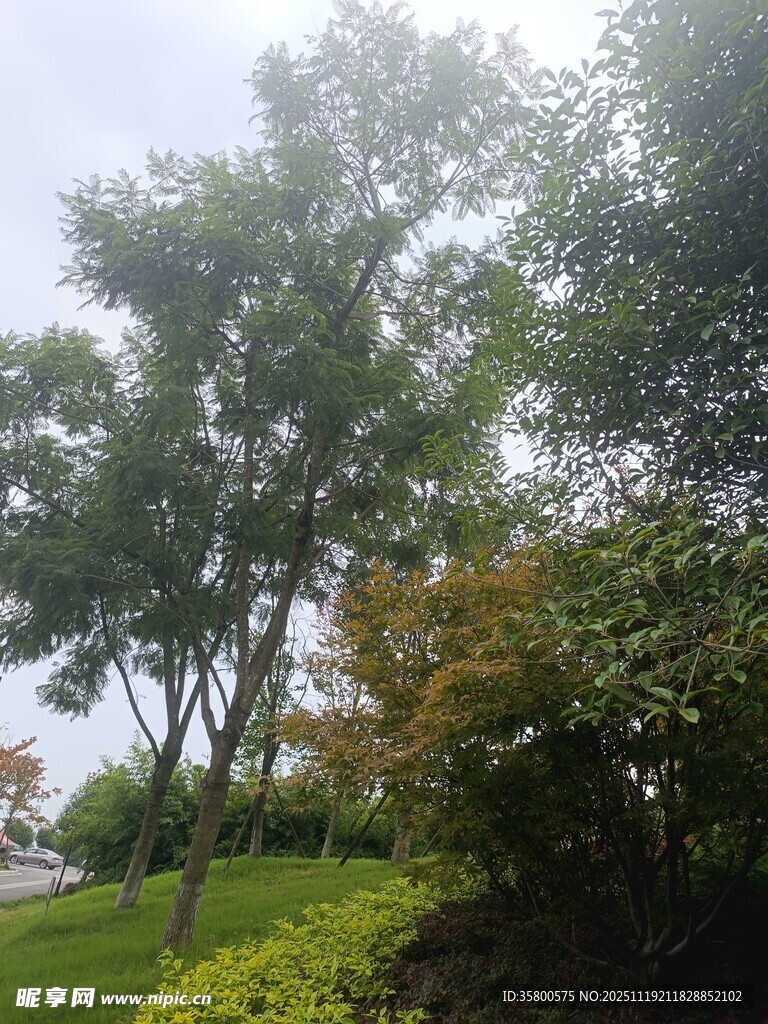 户外绿树成荫的自然景致