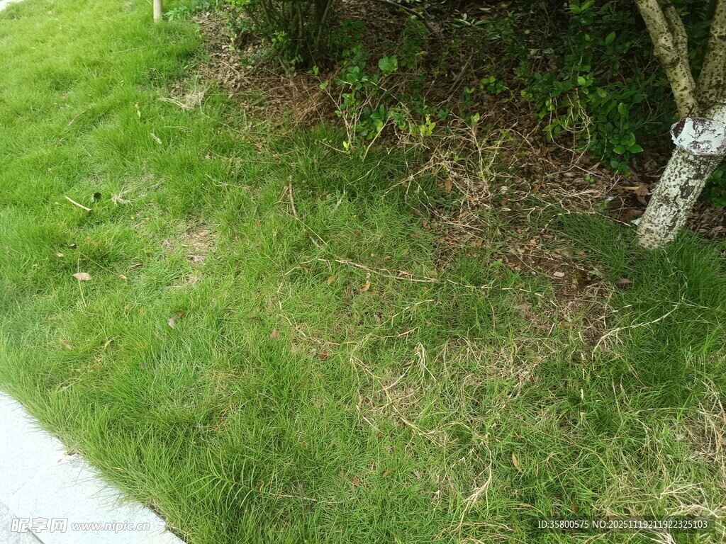 路边翠绿草地与树木