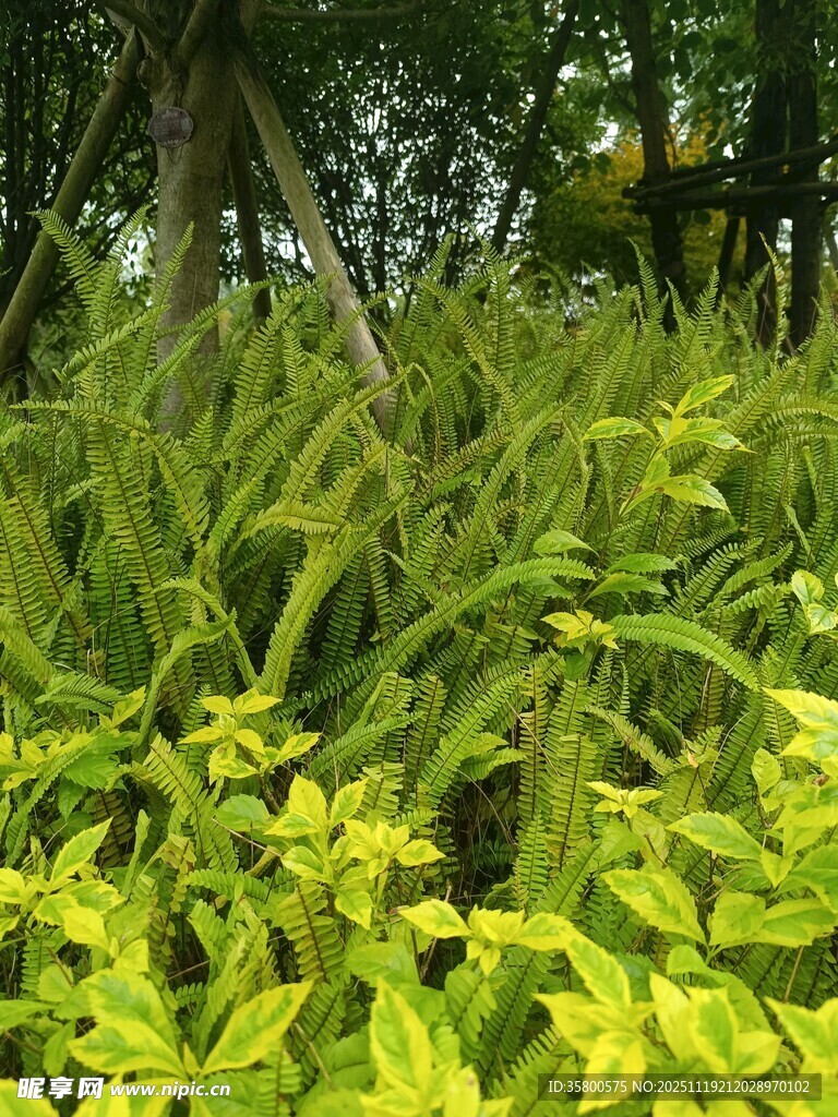 绿意盎然的草丛景观