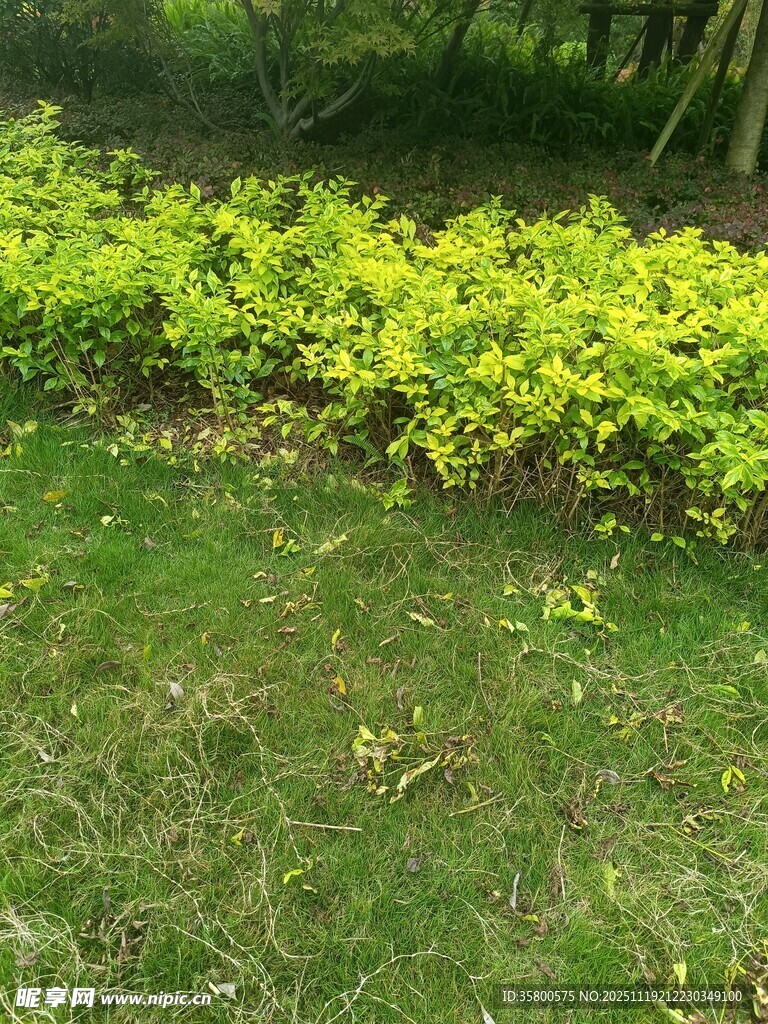 翠绿草坪边的嫩黄灌木丛