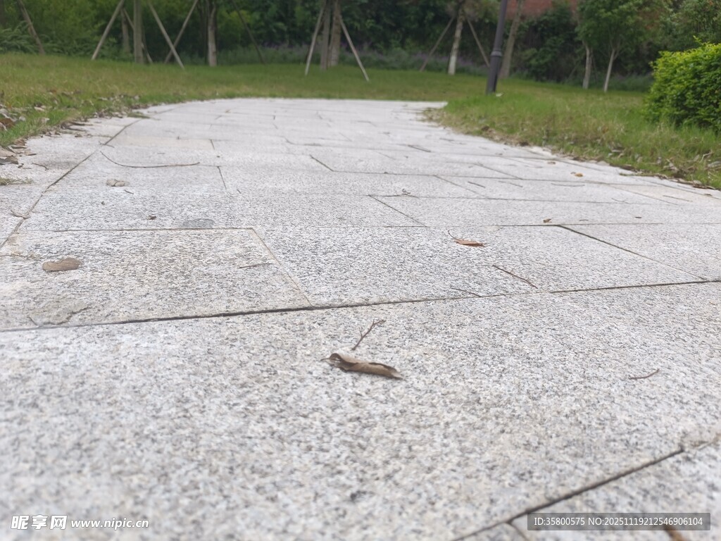 户外碎石路面上的小蜥蜴