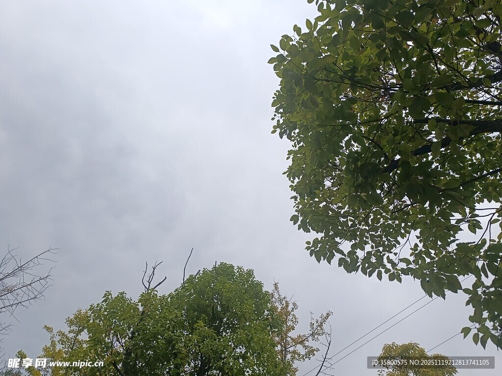 仰视绿树与天空