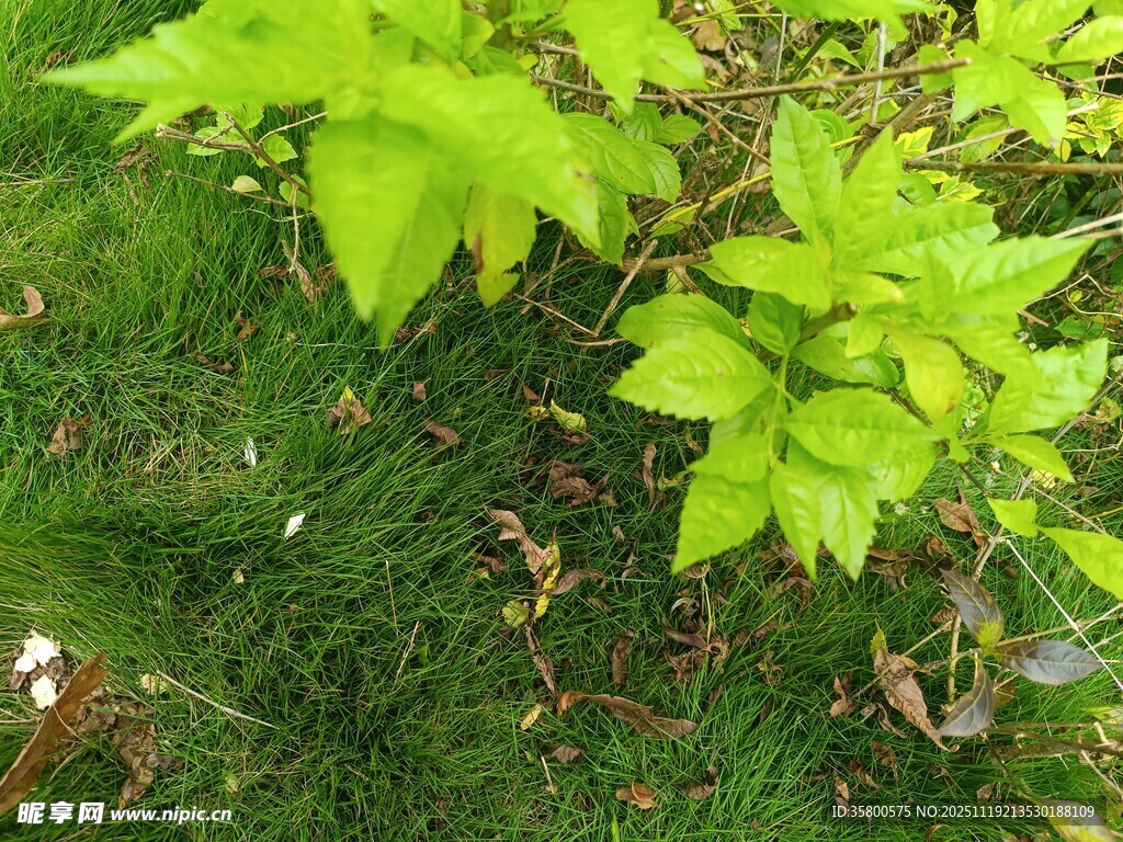嫩绿叶片生长于草地间
