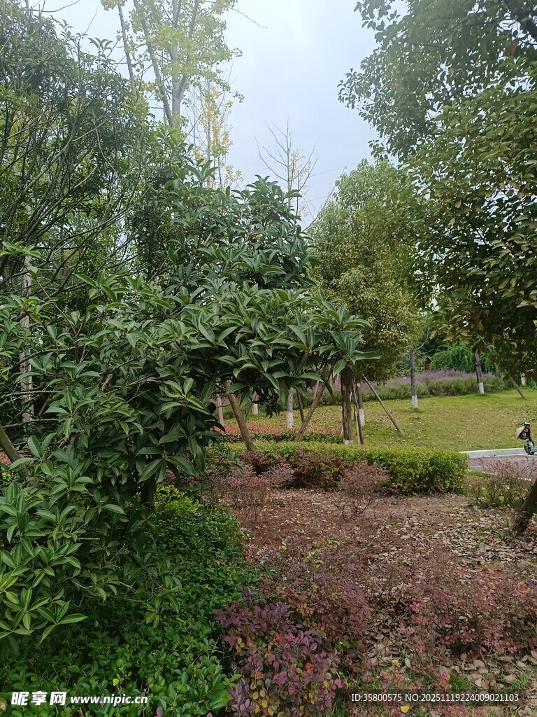 绿意盎然的公园景观