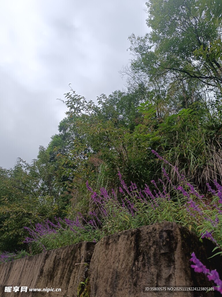 山坡上繁茂的绿植与紫花