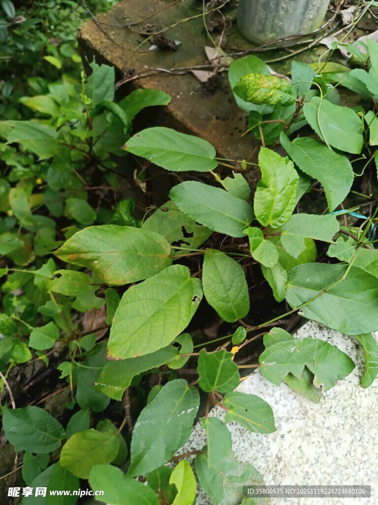 绿叶丛生的植物景观