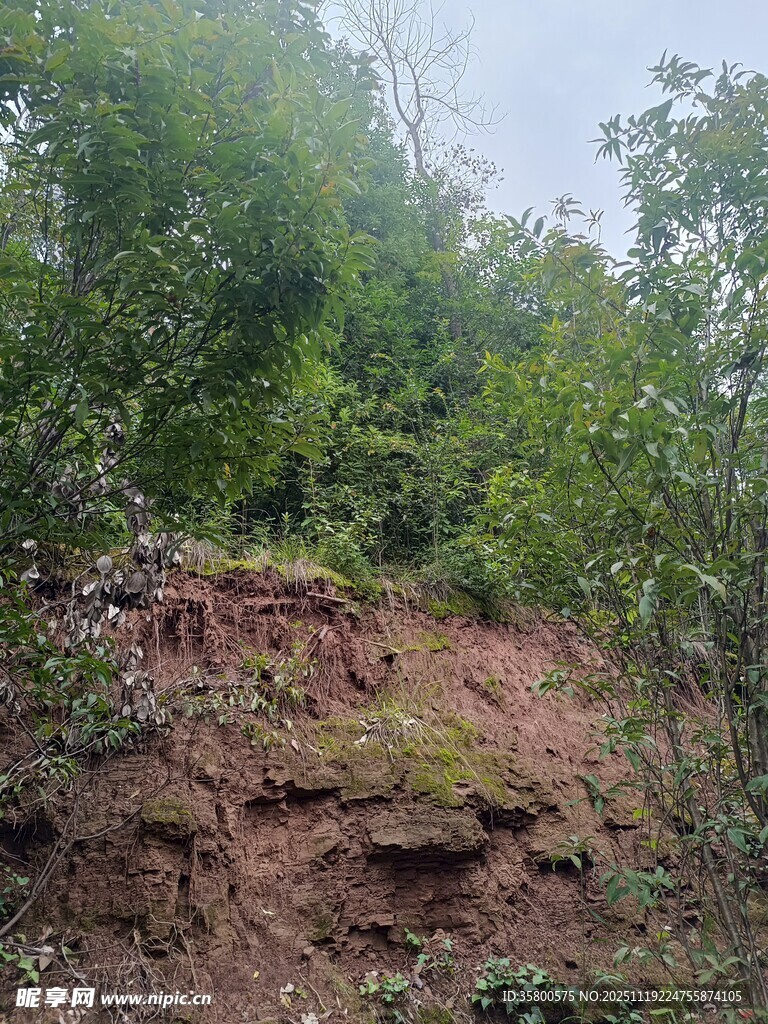 山坡上的茂密绿植与红土