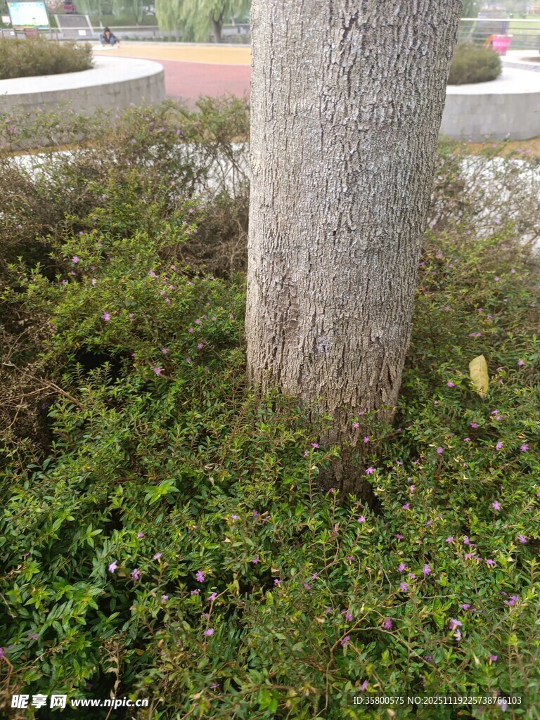 树下繁茂绿植景观