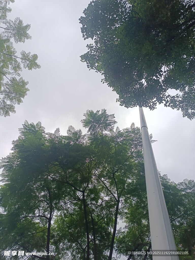 仰视绿树间的白色竿子
