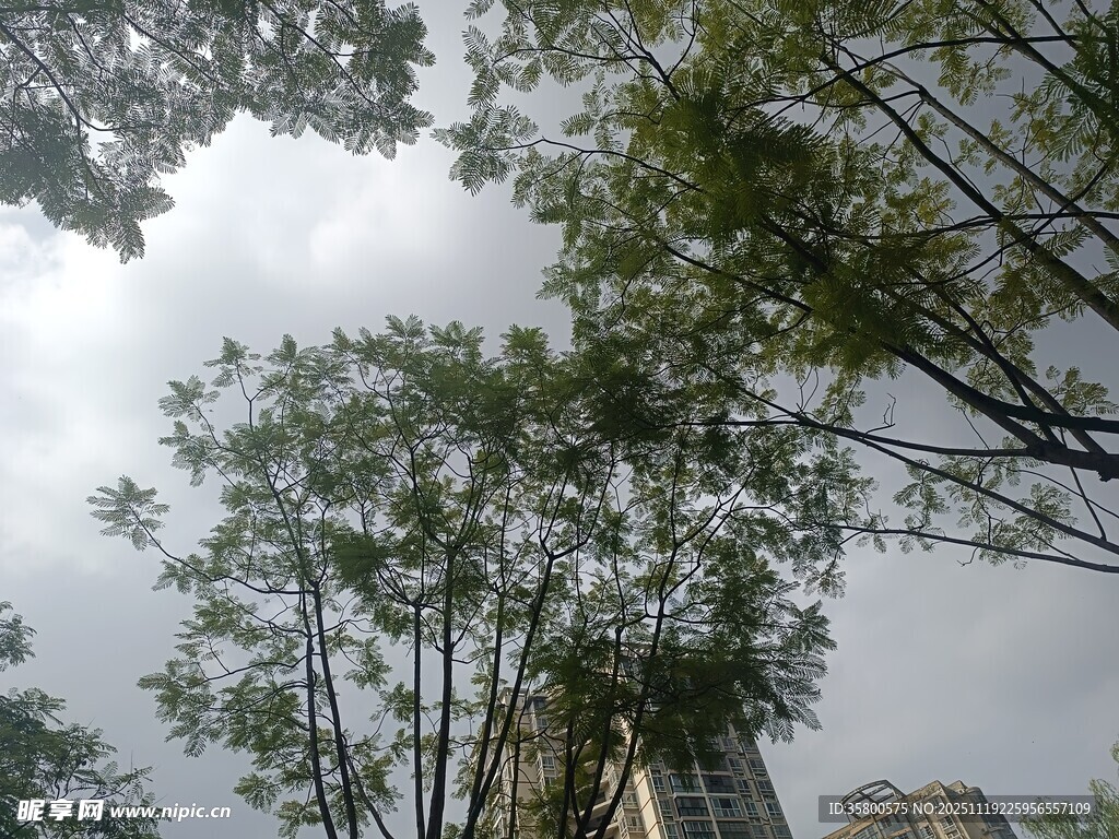 仰视绿树与高楼