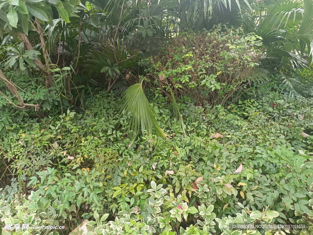 茂密丛林中的绿色植被