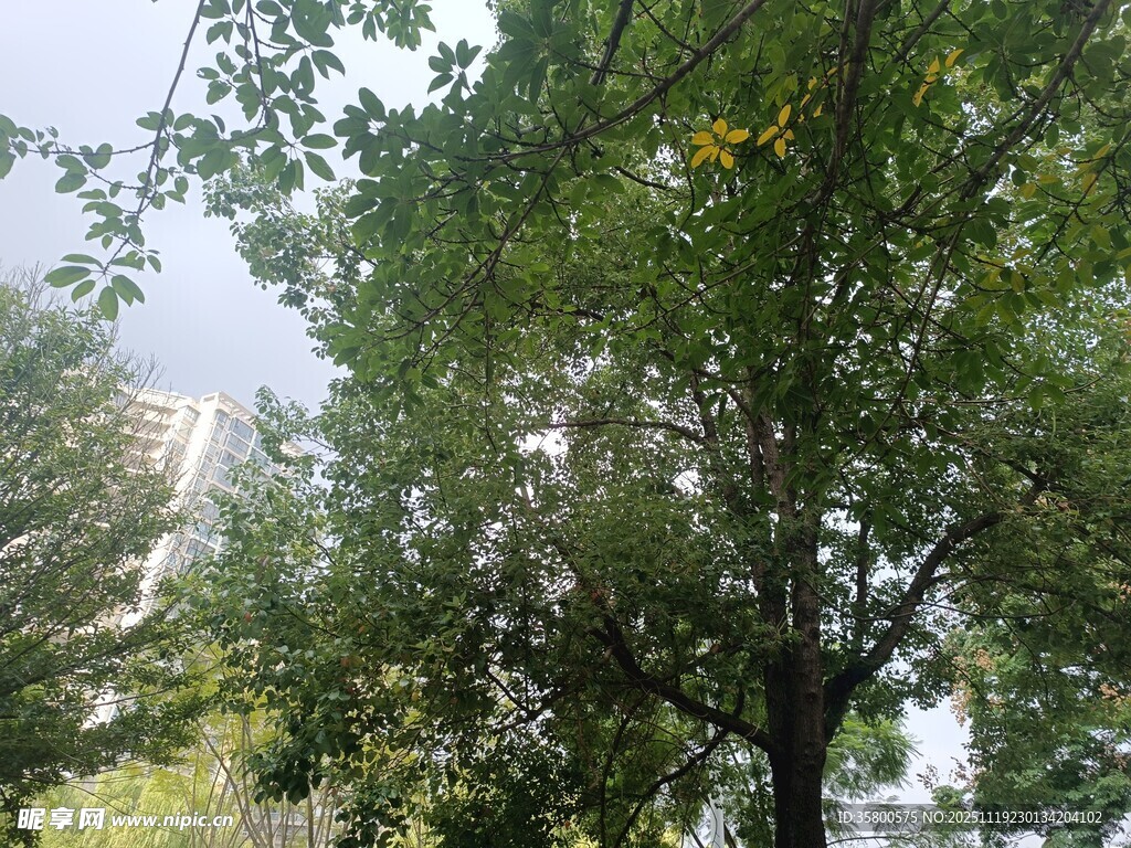 绿树成荫的城市景象