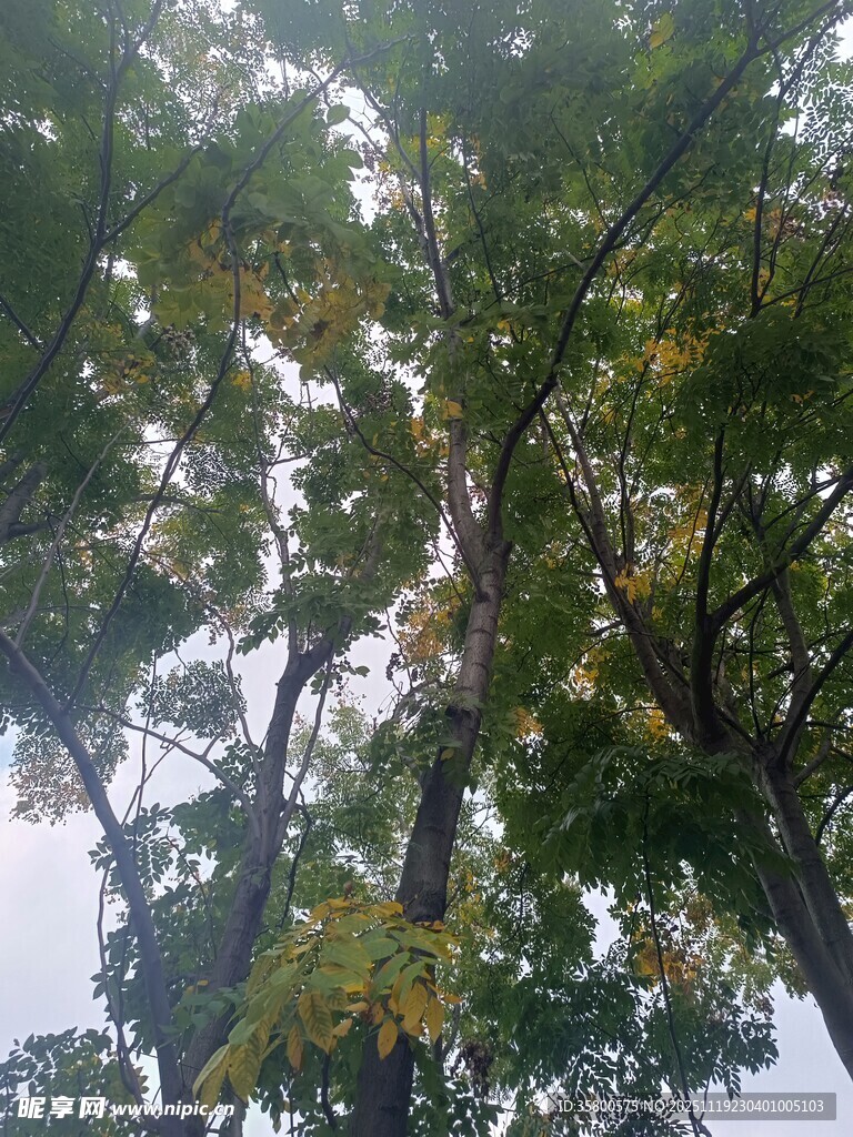 仰视茂密树林树冠景象