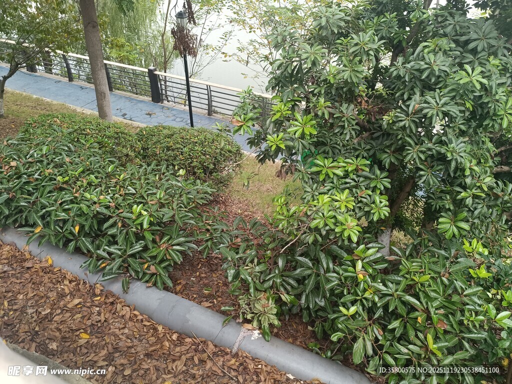 城市路边绿植景观