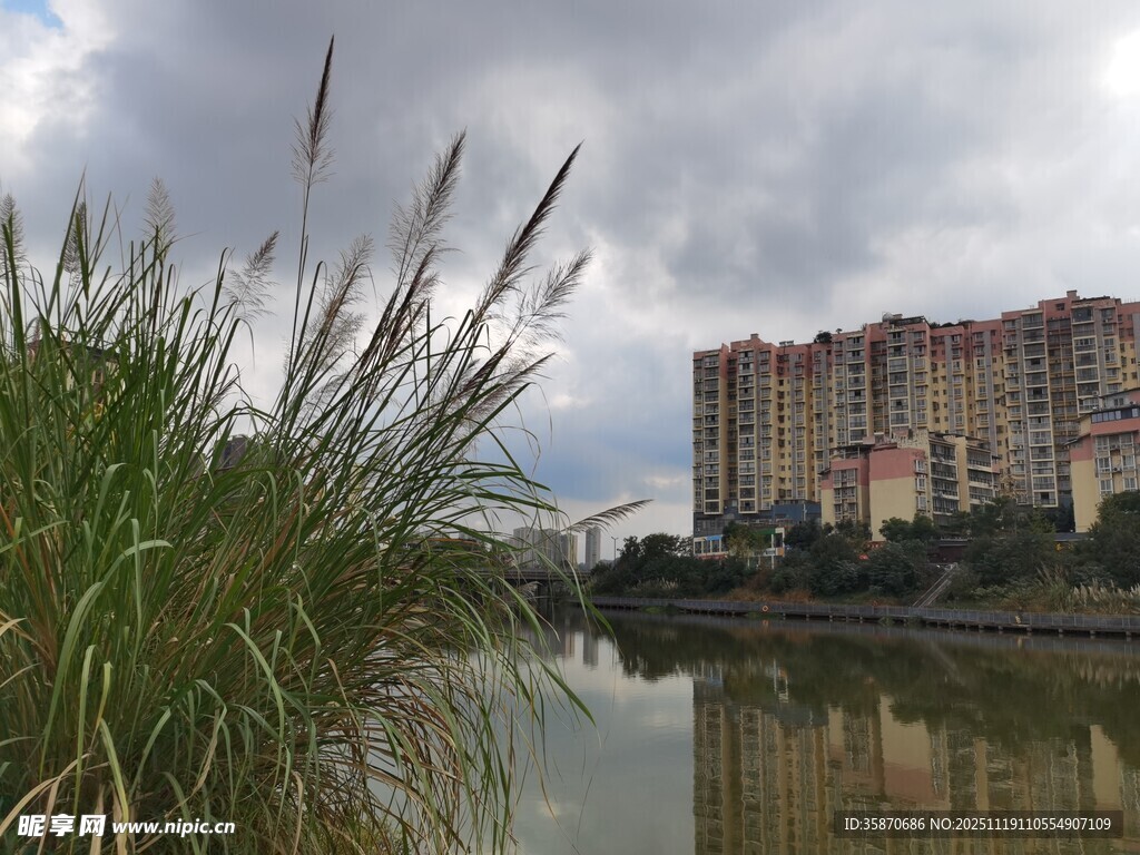 河畔高楼与摇曳芦苇