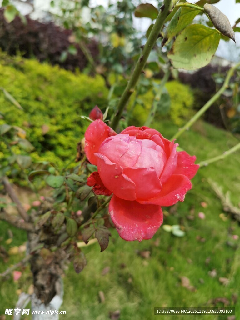 娇艳红玫瑰绽于绿植间