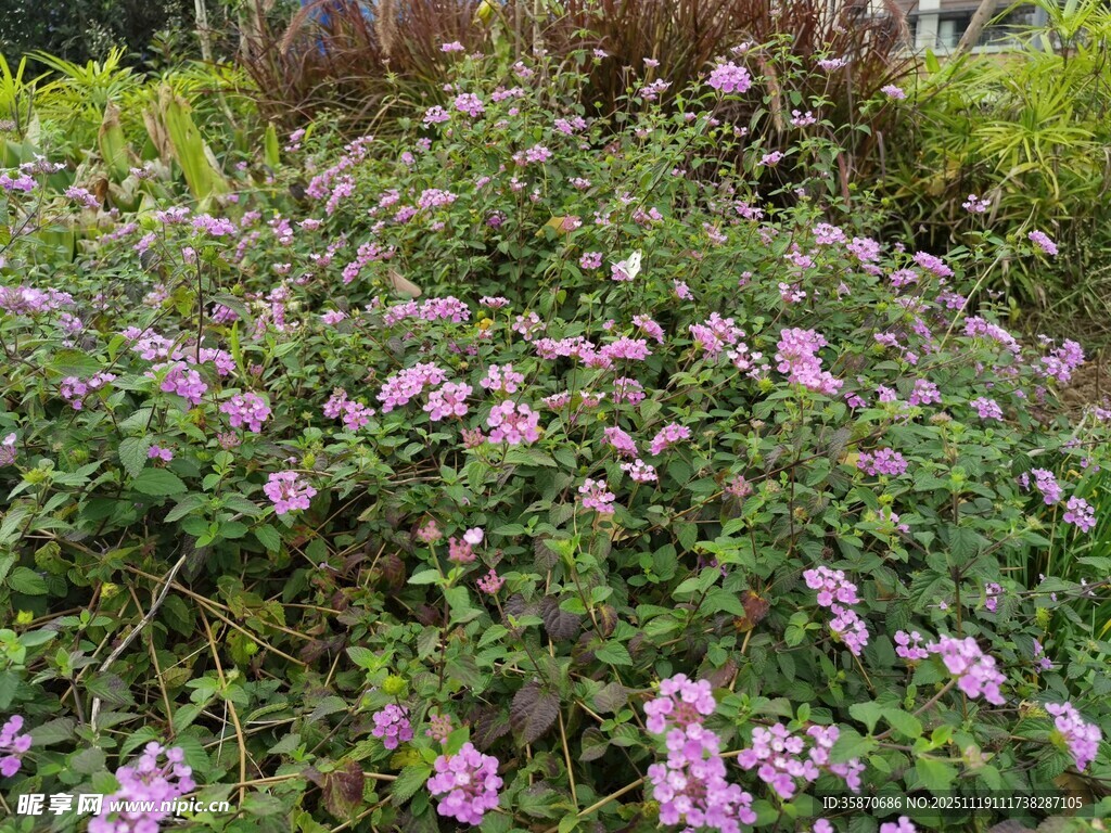 繁茂花丛中的紫色小花