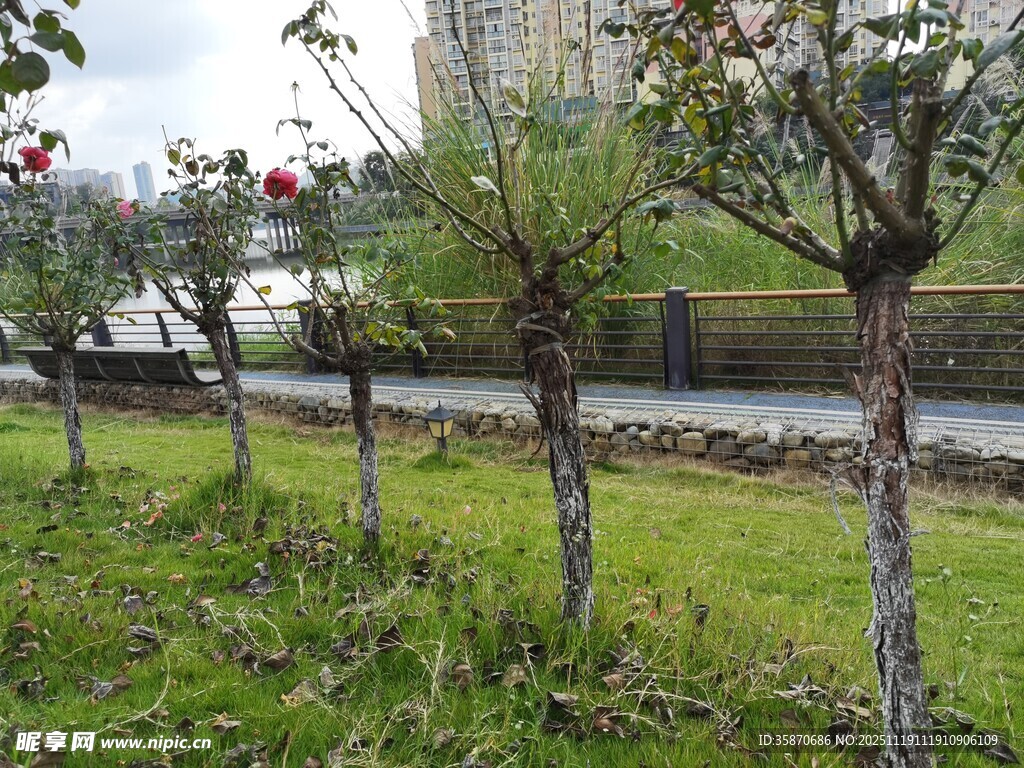 路边成排带花树木景观