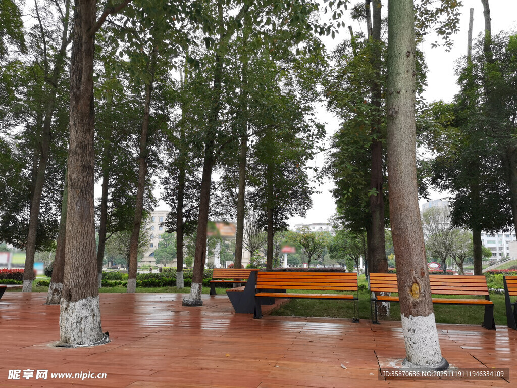 公园内的长椅与高大树木