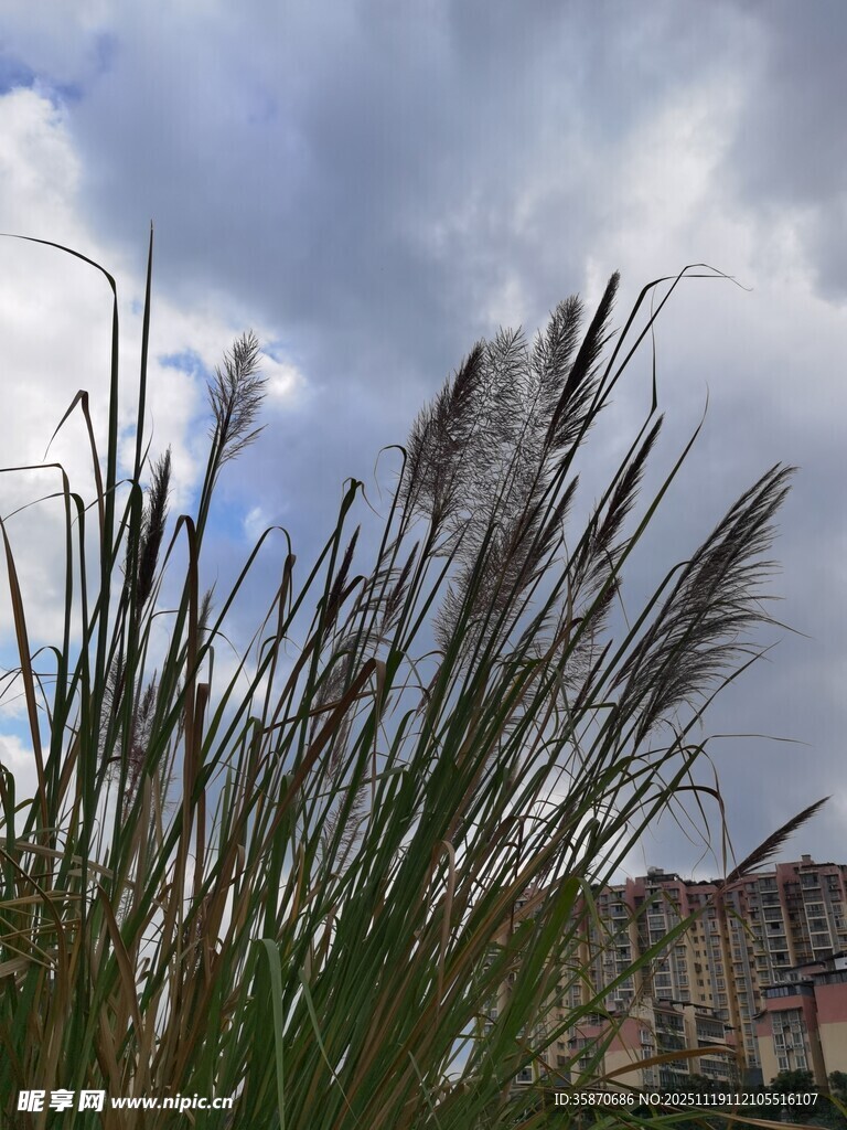 风中摇曳的芦苇