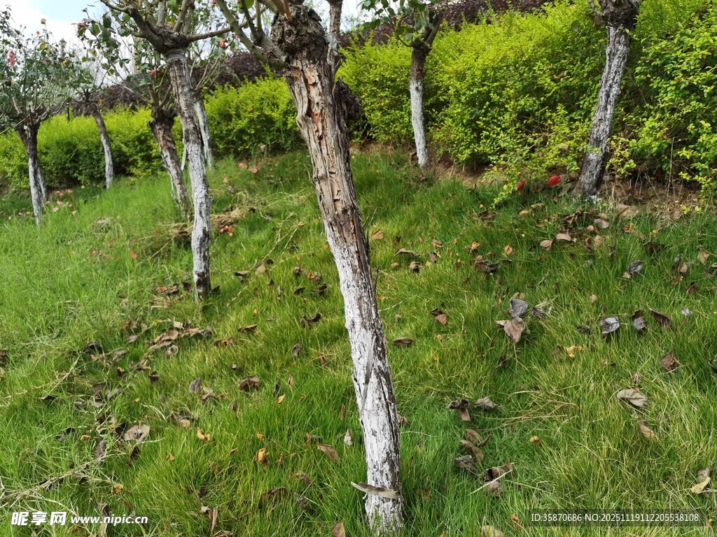 绿意盎然的树木与草地景观