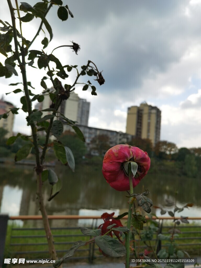 城市中绽放的艳丽花朵