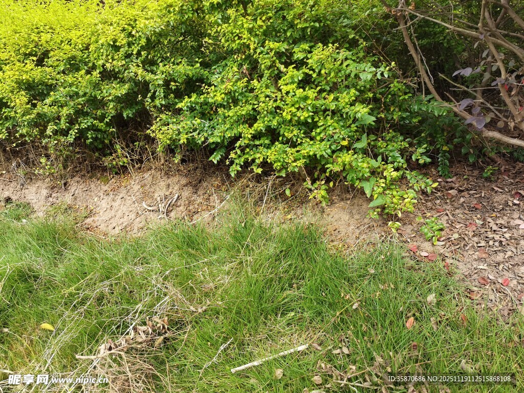 绿意盎然的草地与灌木丛