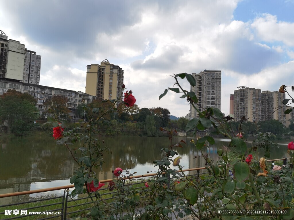 城市河畔风景与绽放花朵