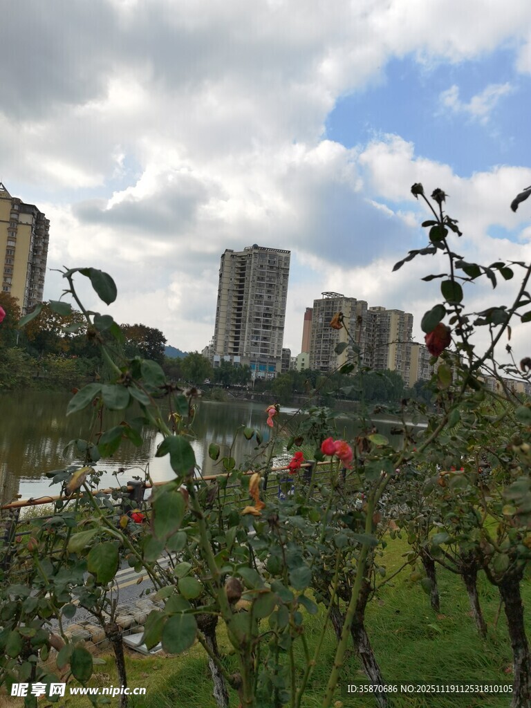 城市河畔绿植与高楼景致