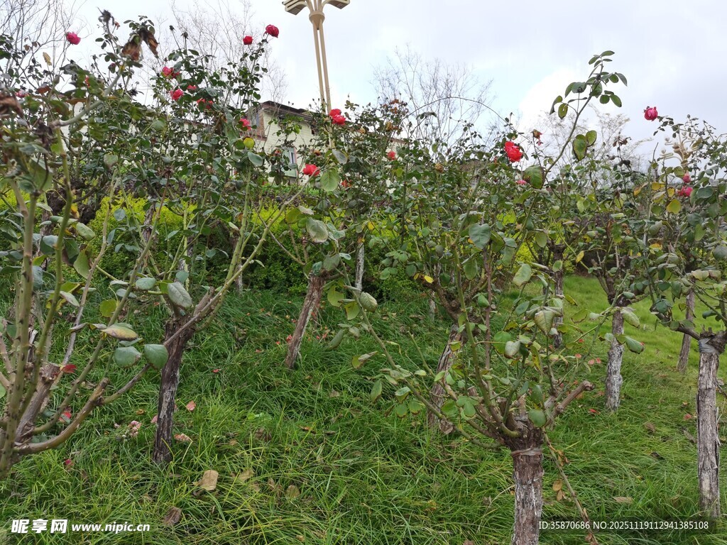 苹果种植园的繁茂景象