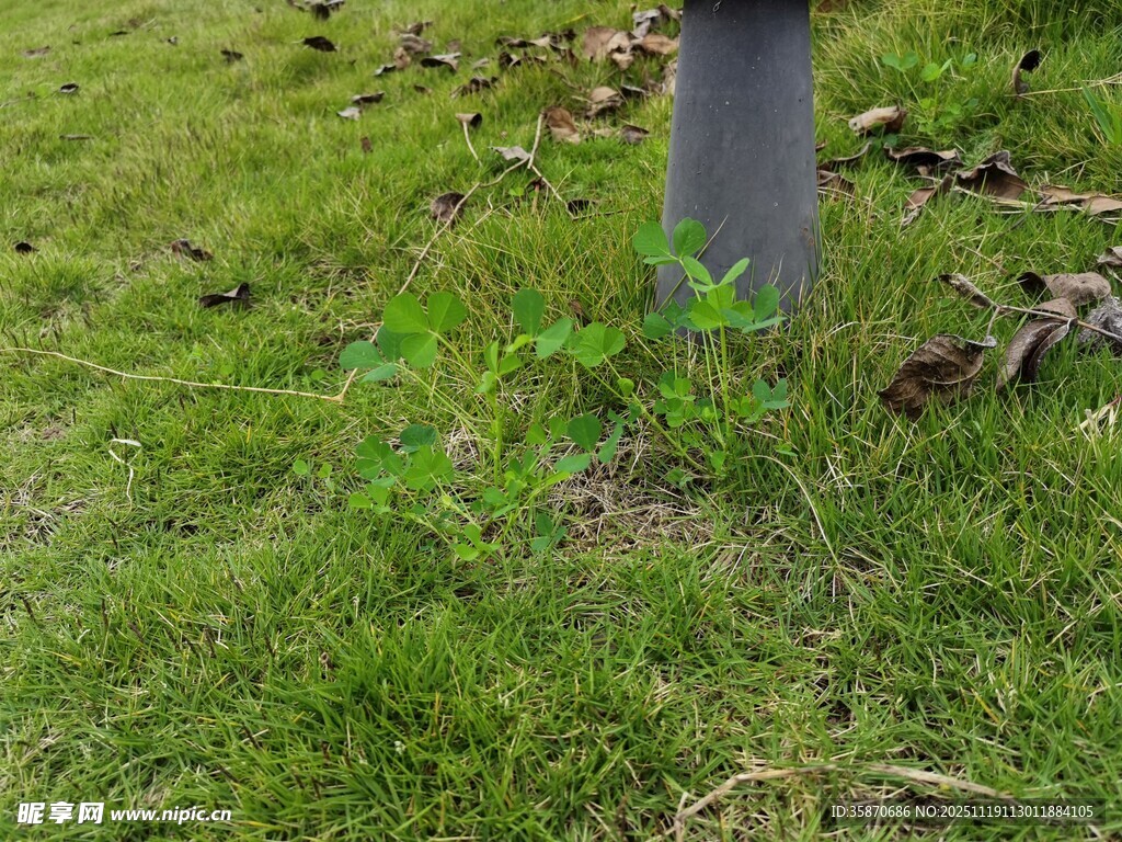 草地中的灰色柱状物体