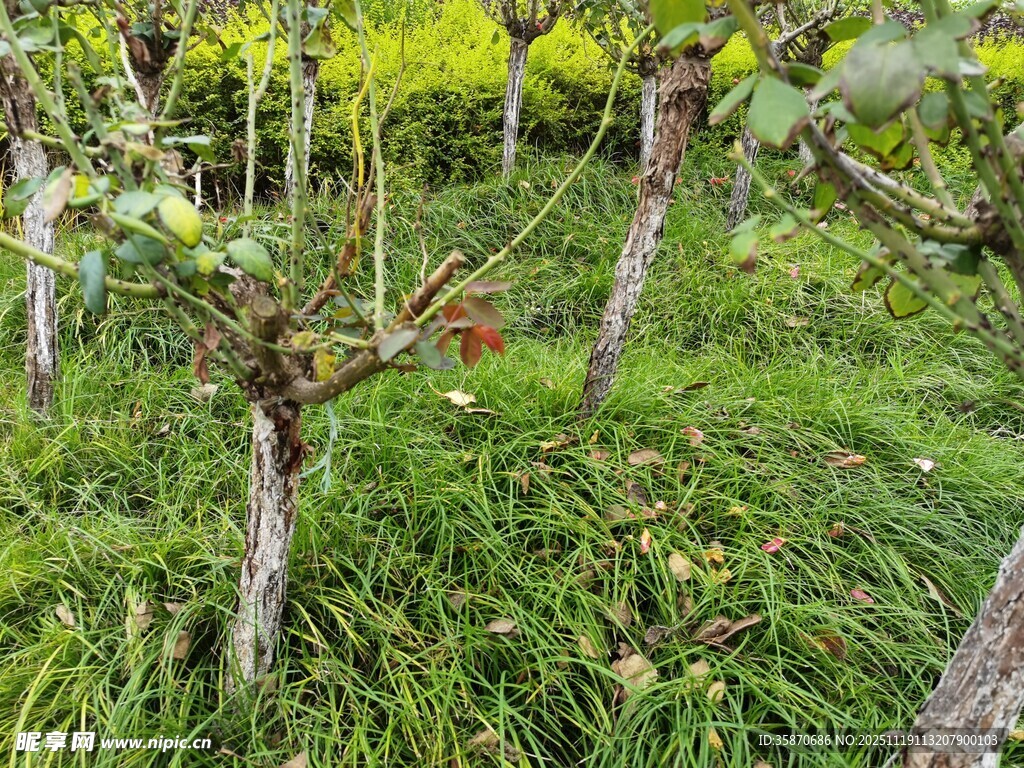 果园中的绿植与果树